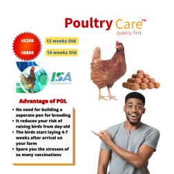 Point-of-Cage |12 Weeks Old